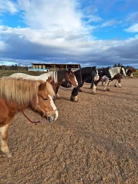 Sponsor a pony